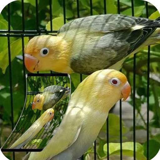 Wallpapers Love Bird Beutiful Best 4K 1.1.2