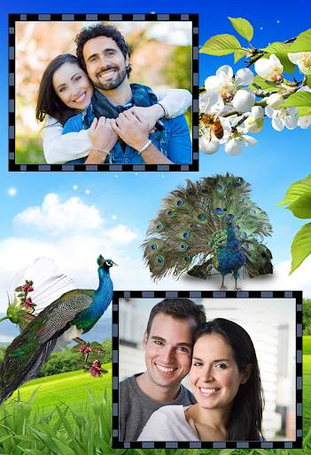 Peacock Dual Frames Photo Album 3 تصوير الشاشة