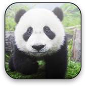 Panda Free Video Wallpaper 1.4