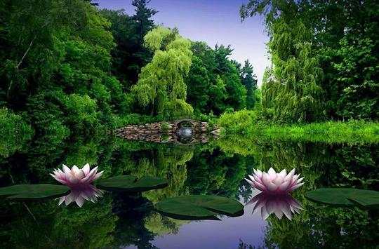 Forest Gallery live wallpaper screenshot 7