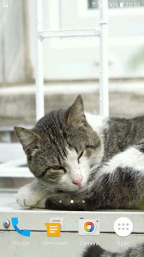 Lazy Cat Video Wallpaper screenshot 4