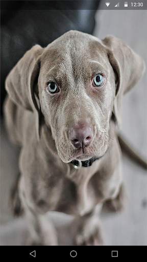 Cute Dogs Live Wallpaper screenshot 1
