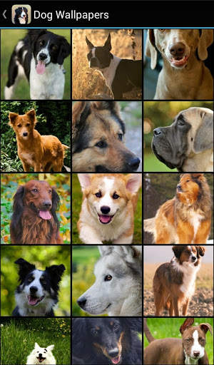 Dog Wallpapers screenshot 1