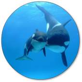 Whale Wallpapers 3.0