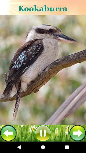 Bird Sounds 7 تصوير الشاشة