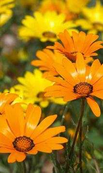 Flowers Wild HD live wallpaper screenshot 2
