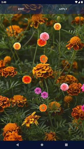 Autumn Flowers Live Wallpaper screenshot 8