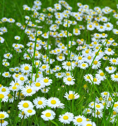 Flowers Garden Wallpaper screenshot 4