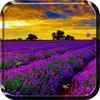 Lavender Live Wallpaper