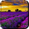 Lavender Live Wallpaper 4.0