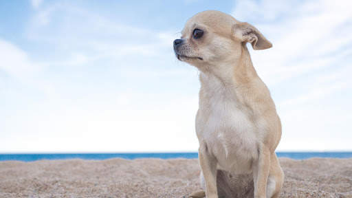 Chihuahua Wallpaper HD & 4k Backgrounds screenshot 13