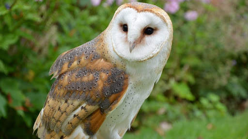 Owl Wallpaper screenshot 12