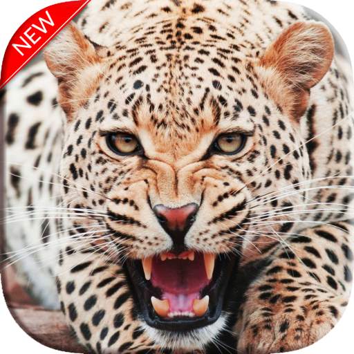 New Cheetah Wallpapers 1.02