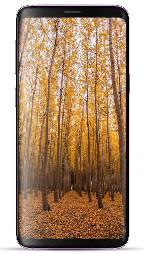 Forest Wallpaper HD screenshot 7