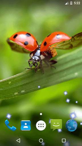 Ladybug Live Wallpaper screenshot 1