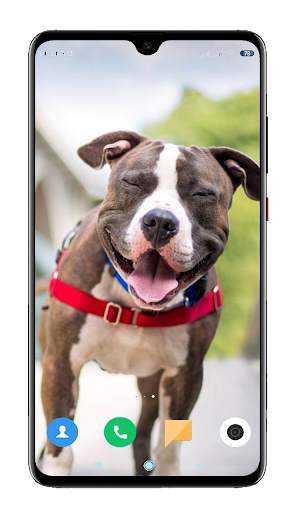 Pitbull Dog Wallpaper HD screenshot 13