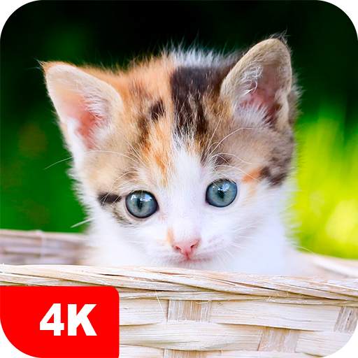 Kitten Wallpapers 4K 5.6.24