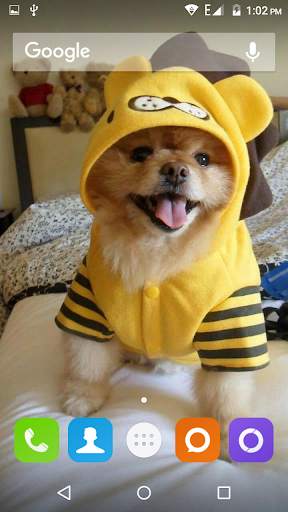 Pomeranian Dog Wallpaper Hd screenshot 3