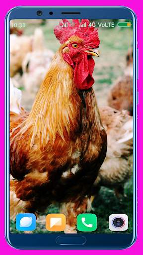Chicken Wallpaper Best 4K screenshot 8