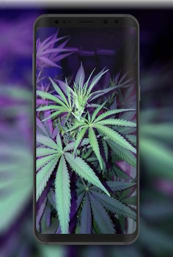Weed HD Wallpapers and Backgrounds 5 تصوير الشاشة