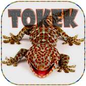 mp3 Suara Tokek on 9Apps
