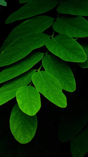 Leaf Full HD Wallpaper screenshot 8