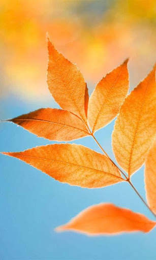 Magic Leaf Live Wallpaper screenshot 3