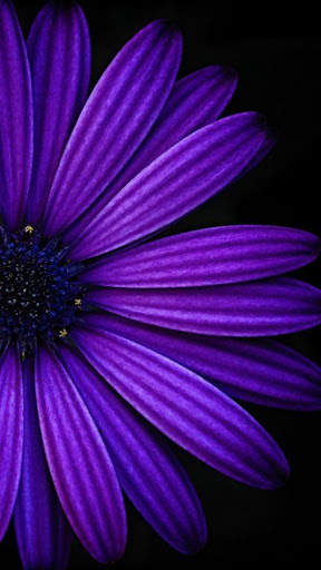 Flowers and Roses Images Gifs screenshot 5
