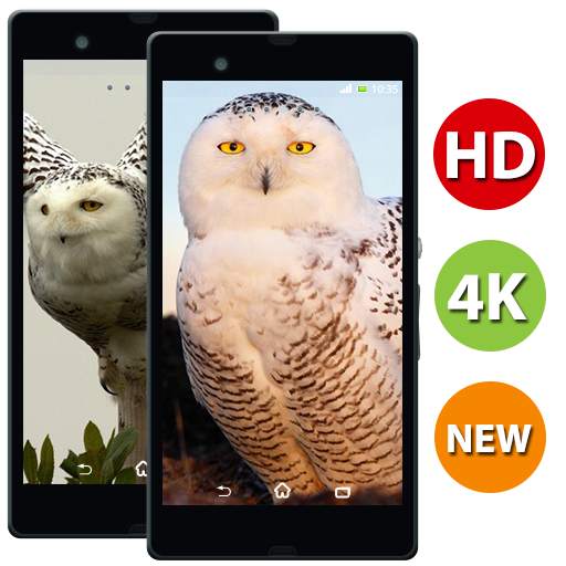 Owl Bird Wallpaper - 4k & Full HD Wallpapers 1.5