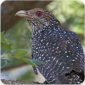 Common Koel Bird Sound : Eastern Common Koel Song 2.1.0