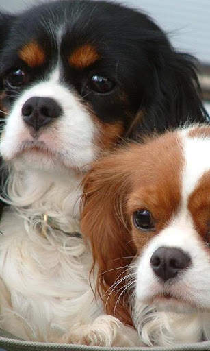 Cavalier King Charles Spaniels screenshot 3
