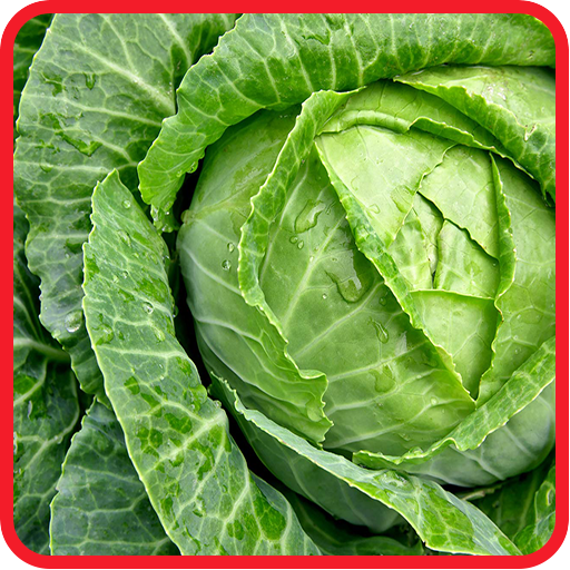 Cabbage Recipes: Cabbage soup, Cabbage salad icon