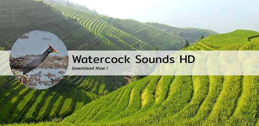 Watercock Bird Sound App 🐔 screenshot 1