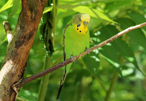 Budgie Bird Wallpapers HD screenshot 7