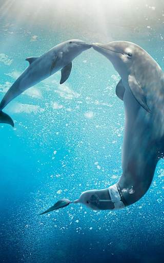 Dolphin Live Wallpaper HD screenshot 1