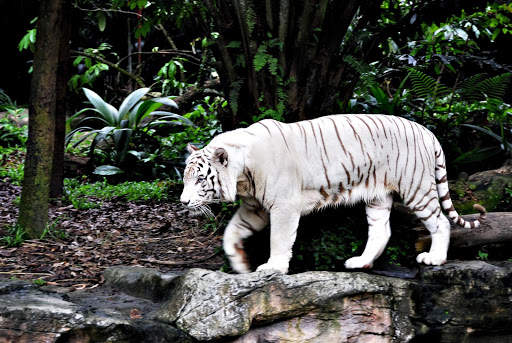 White Tiger Live Wallpaper (Backgrounds) 12 تصوير الشاشة