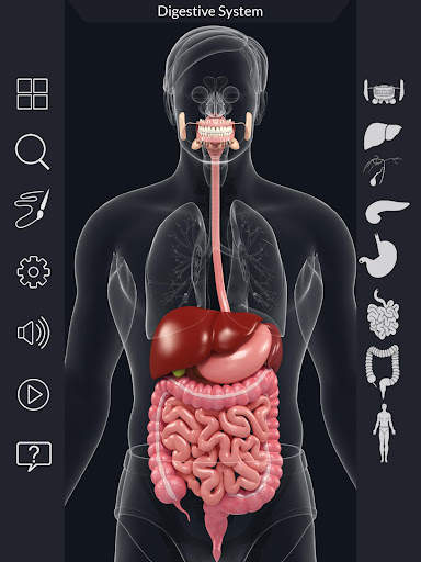 My Stomach Anatomy screenshot 12