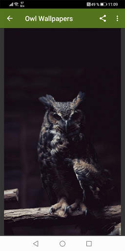 Owl Wallpapers screenshot 1