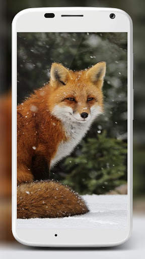 Fox Wallpaper HD 5 تصوير الشاشة
