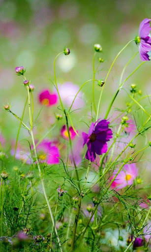 Spring Flowers Live Wallpaper screenshot 9