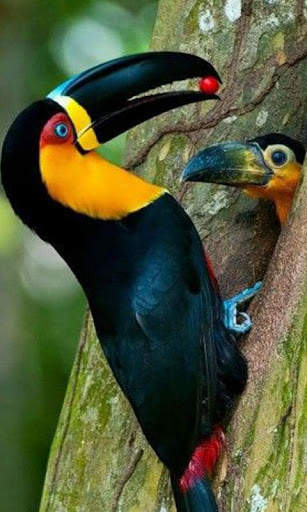 Birds Wallpapers स्क्रीनशॉट 5