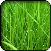 Grass wallpapers 60