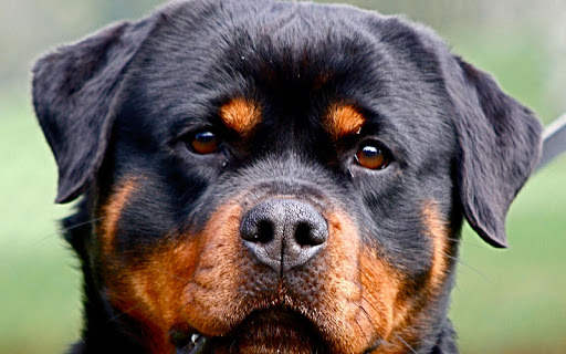Rottweiler Wallpaper: Dog Wallpapers screenshot 10