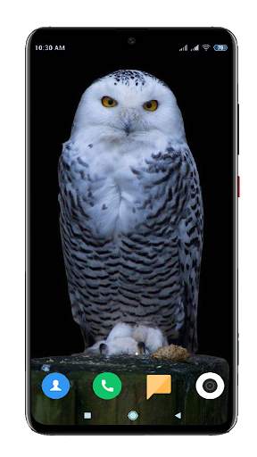 Owl Wallpaper HD screenshot 12