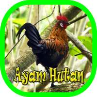 Suara Panggil Ayam Hutan Terbaru logo