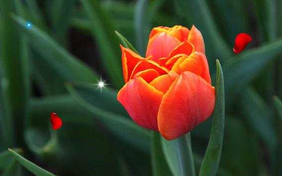 Amazing Tulips live wallpaper screenshot 3