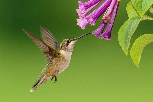 Birds Jigsaw Puzzle скриншот 2