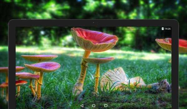 Mushroom Wallpapers HD (backgrounds & themes) screenshot 15