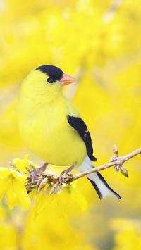 Yellow Bird Wallpapers HD screenshot 3