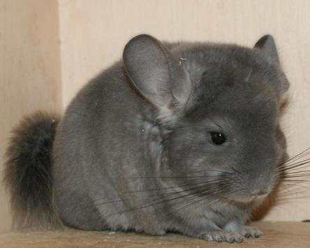 Chinchilla Wallpapers screenshot 2